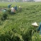 Cán Bộ Xã Minh Tân Tận Tâm Hỗ Trợ Dân Bó Lúa Khắc phục thiệt hại